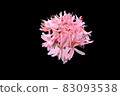 Pink geranium flowers 83093538