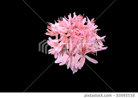 Pink geranium flowers 83093538