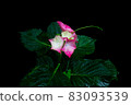 Red hydrangea 83093539