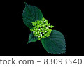 Green hydrangea buds 83093540