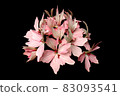 Pink geranium flowers 83093541