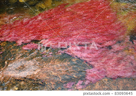 Cano Crystalles (Colombia) Cano Crystalles (Colombia) 83093645
