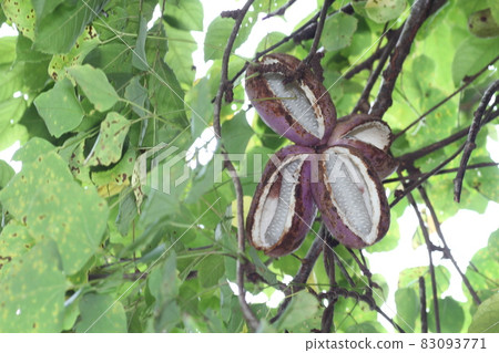 Autumn taste, mountain fruit, akebi fruit Autumn taste, mountain fruit, akebi fruit 83093771