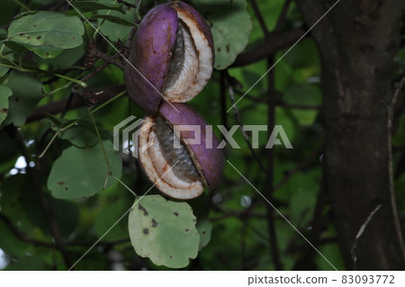 秋味,山果,赤壁果 秋味,山果,赤壁果 83093772