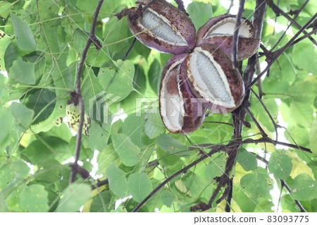 Autumn taste, mountain fruit, akebi fruit 83093775
