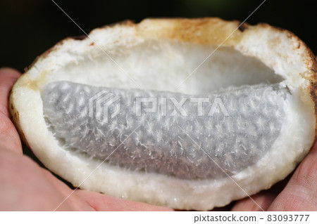 Autumn taste, mountain fruit, akebi fruit 83093777