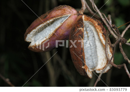 Autumn taste, mountain fruit, akebi fruit 83093779