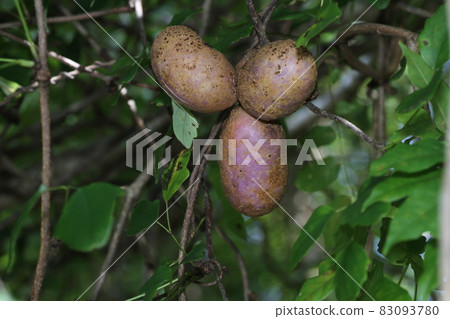 Autumn taste, mountain fruit, akebi fruit 83093780