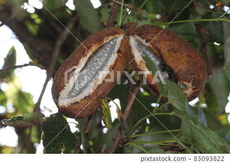 Autumn taste, mountain fruit, akebi fruit 83093822