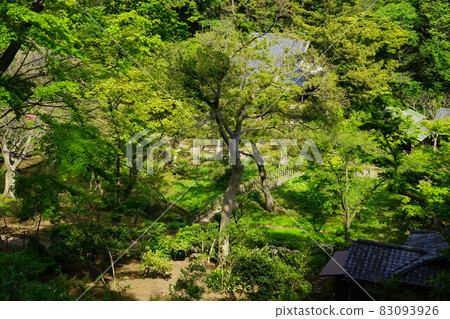 Japanese garden fresh green tree Japanese garden fresh green tree 83093926