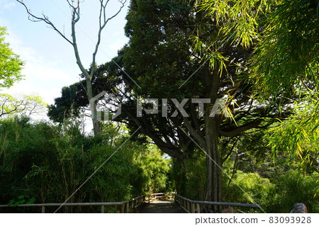 Japanese garden stone steps Japanese garden stone steps 83093928