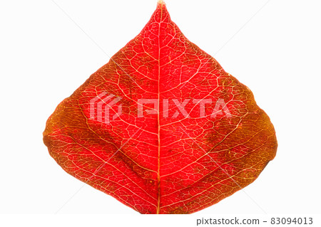 秋葉,樹葉染成秋色 秋葉,樹葉染成秋色 83094013