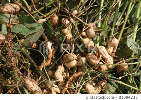 花生剛從土裡挖出來 83094238