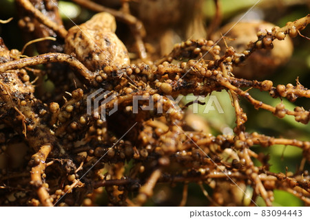 Rhizobia on peanuts that have just been dug out of the soil 83094443