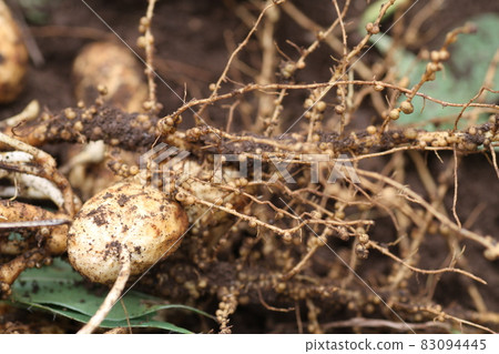 剛從土裡挖出來的花生上的根瘤菌 83094445