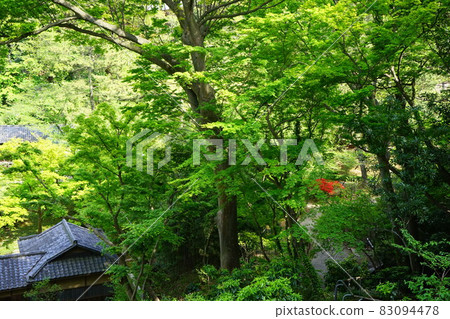 Japanese garden spring garden Japanese garden spring garden 83094478