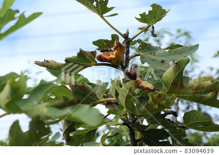The giant hornet came to eat figs in the fall 83094639