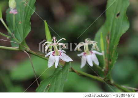 Lesser cuckoo with interesting flowers in autumn Lesser cuckoo with interesting flowers in autumn 83094678