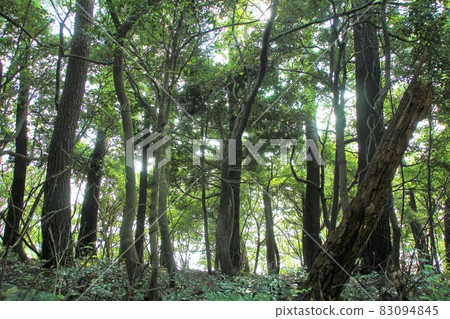 陽光透過樹木的森林 陽光透過樹木的森林 83094845