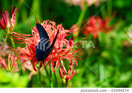 Beautiful cluster amaryllis and butterflies at Sokouin, Matsudo Beautiful cluster amaryllis and butterflies at Sokouin, Matsudo 83094874