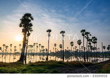 sugar palm farm with water at Pathum Thani sugar palm farm with water at Pathum Thani 83094916