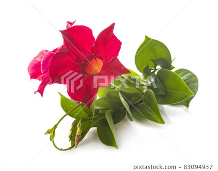 Mandevilla in studio Mandevilla in studio 83094937