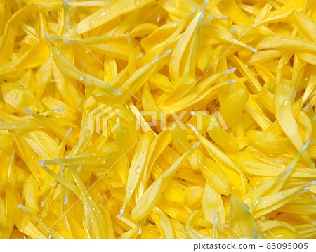 Fresh chrysanthemum petals Fresh chrysanthemum petals 83095005