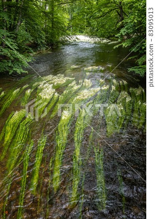Flowering plant of the river water-crowfoot, Ranunculus fluitans at Leutstetten, Bavaria in Germany 83095013