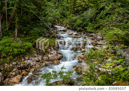 Magic Forest Zauberwald at Lake Hintersee with Creek Ramsauer Ache. National Park Berchtesgadener Land, Germany Magic Forest Zauberwald at Lake Hintersee with Creek Ramsauer Ache. National Park Berchtesgadener Land, Germany 83095037