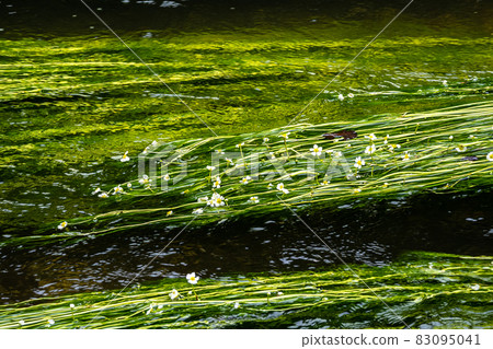 Flowering plant of the river water-crowfoot, Ranunculus fluitans at Leutstetten, Bavaria in Germany 83095041