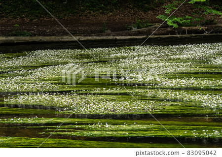 Flowering plant of the river water-crowfoot, Ranunculus fluitans at Leutstetten, Bavaria in Germany Flowering plant of the river water-crowfoot, Ranunculus fluitans at Leutstetten, Bavaria in Germany 83095042