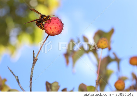 Vespa simillima, who came to eat the red-grown Kousa dogwood in the fall 83095142