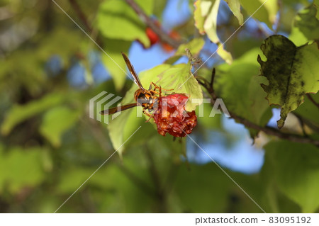 Vespa simillima, who came to eat the red-grown Kousa dogwood in the fall 83095192