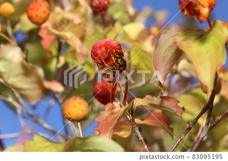 Vespa simillima, who came to eat the red-grown Kousa dogwood in the fall 83095195