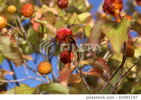 Vespa simillima,秋天來吃紅色生長的庫薩山茱萸 Vespa simillima,秋天來吃紅色生長的庫薩山茱萸 83095197