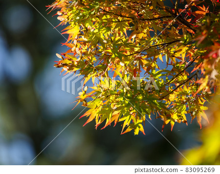 奈良公園秋葉 奈良公園秋葉 83095269