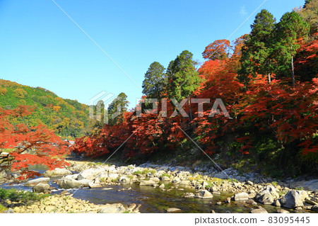 愛知縣豐田市足助町飯盛 紅嵐溪的秋葉和智江 愛知縣豐田市足助町飯盛 紅嵐溪的秋葉和智江 83095445