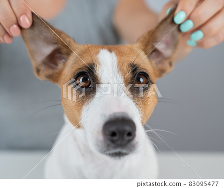 The woman holds the ears of the dog Jack Russell Terrier and pulls it in different directions The woman holds the ears of the dog Jack Russell Terrier and pulls it in different directions 83095477