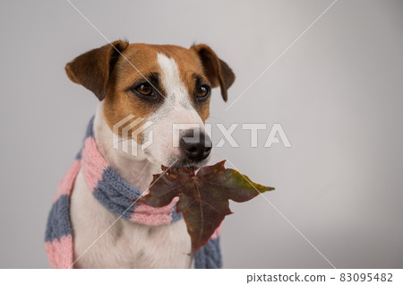Dog Jack Russell Terrier wearing a knit scarf holding a maple leaf on a white background. 83095482