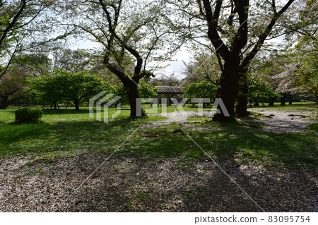 代代木公園的櫻花 代代木公園的櫻花 83095754