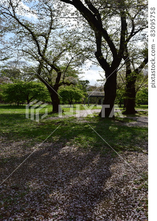 代代木公園的櫻花 83095758