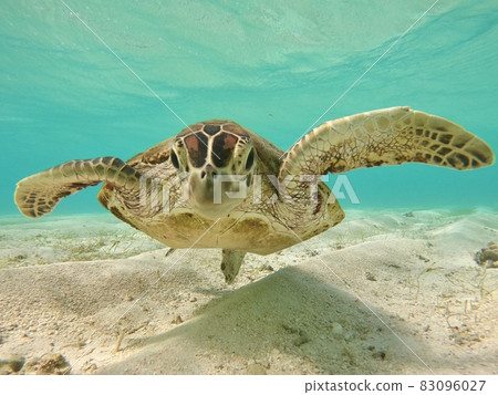 Underwater photograph of green turtle on Aragusuku Beach in Miyakojima, Okinawa Underwater photograph of green turtle on Aragusuku Beach in Miyakojima, Okinawa 83096027
