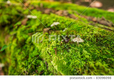 Mushrooms that grow on rotten trees 83096098
