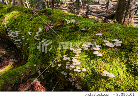 Mushrooms that grow on rotten trees 83096101