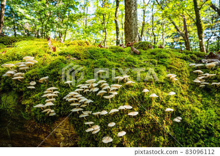 長在腐爛樹上的蘑菇 83096112