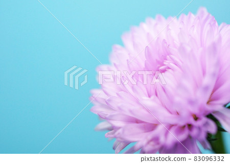 粉紅色的菊花 83096332