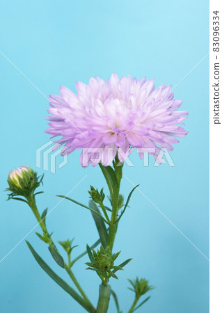 粉紅色的菊花 粉紅色的菊花 83096334