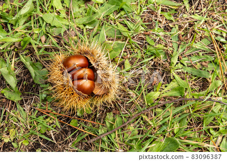 Chestnut _ chestnut _ chestnut _ autumn _ autumn taste _ chestnut picking Chestnut _ chestnut _ chestnut _ autumn _ autumn taste _ chestnut picking 83096387