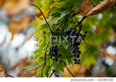 山葡萄_山葡萄_葡萄_葡萄酒 山葡萄_山葡萄_葡萄_葡萄酒 83096580