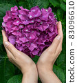  hydrangea 83096610